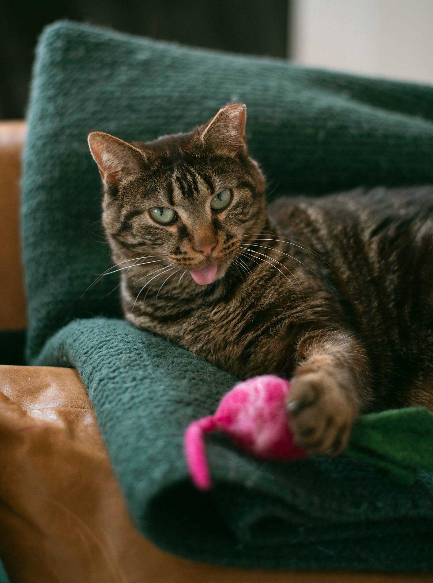 Cat lying on a green blanket with a pink toy nearby