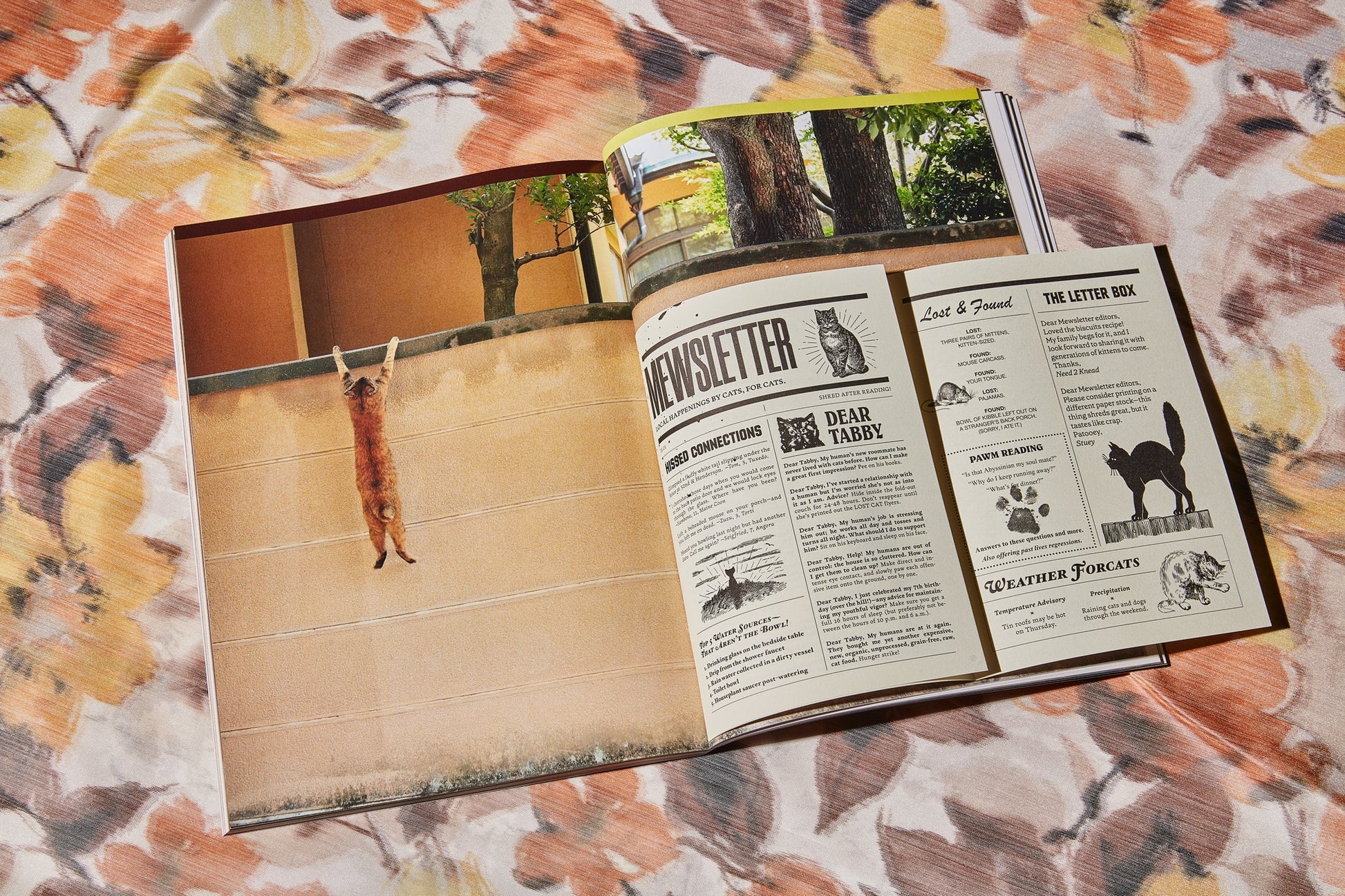 Catnip Magazine - A Magazine for Cat People