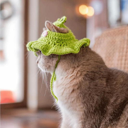 Cat wearing a green knitted hat indoors