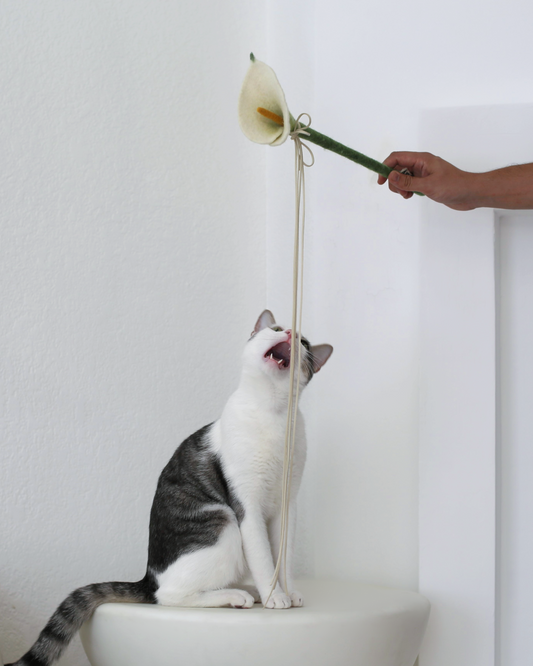 Cat playing with a flower held by a person against a white wall