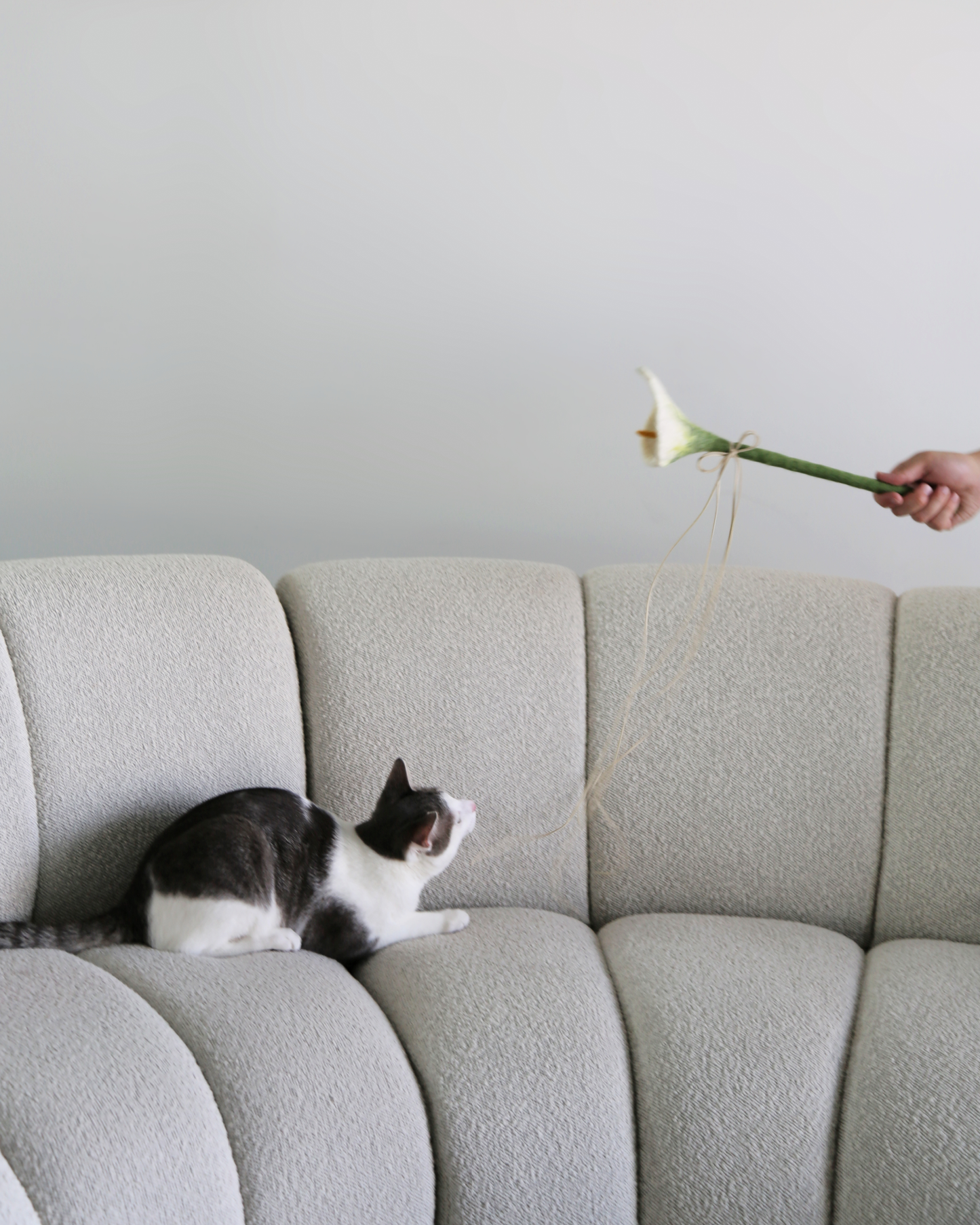 Cat sitting on a gray sofa with a person holding a flower in the background