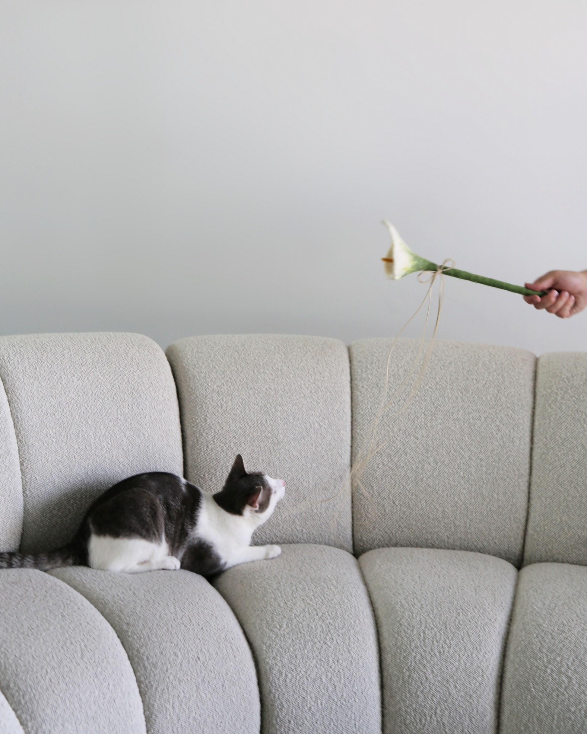 Cat sitting on a gray sofa with a person holding a flower in the background