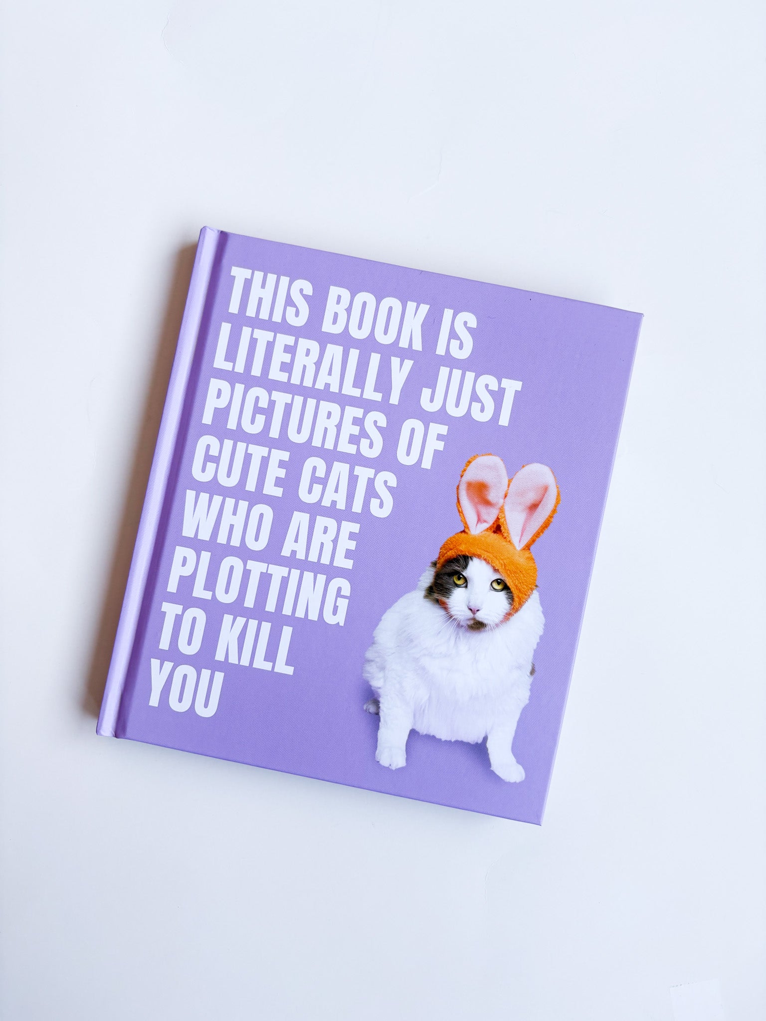 Literally Pictures of  Cute Cats Plotting