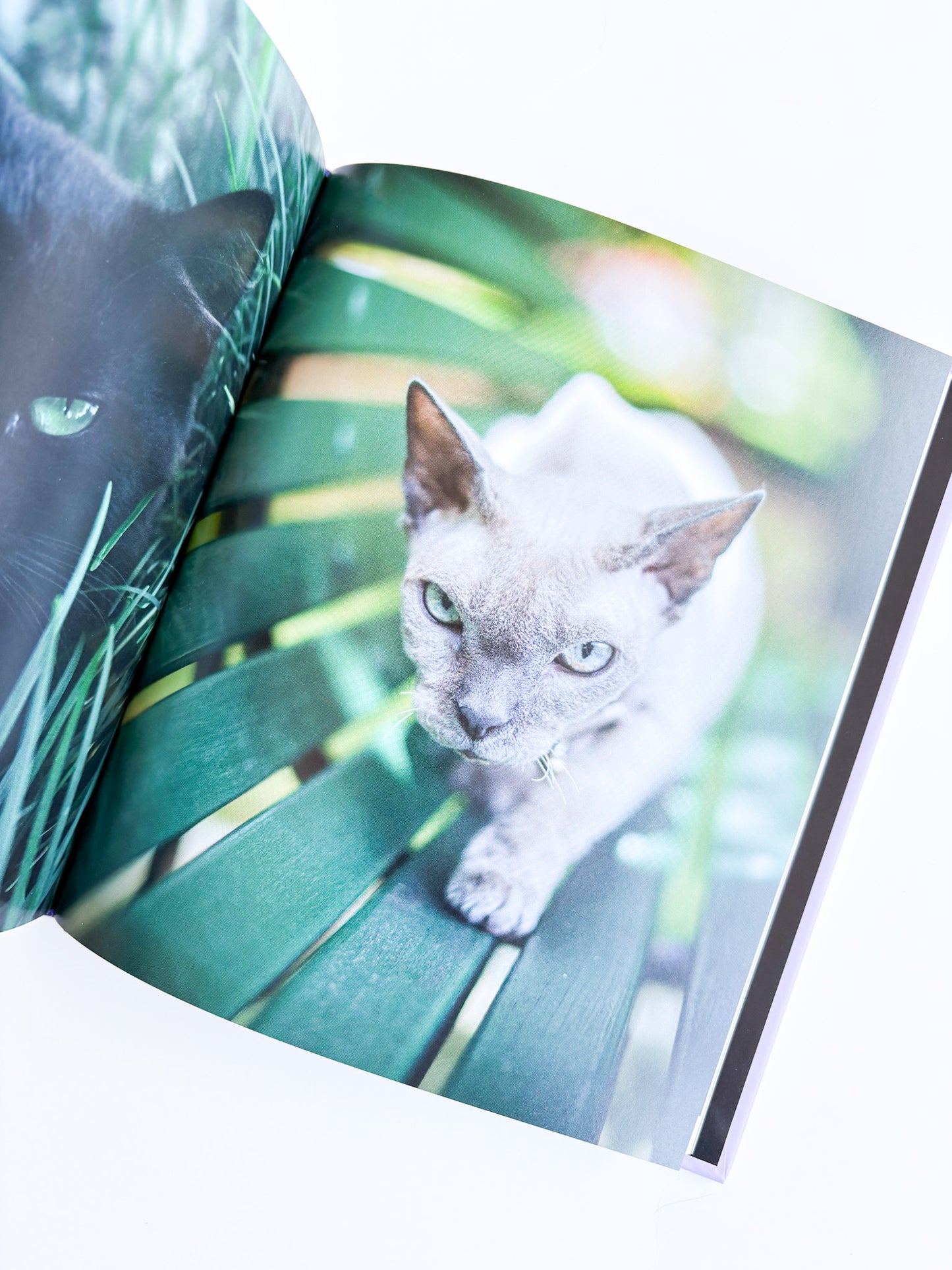 Open book with a photograph of a white cat on green leaves