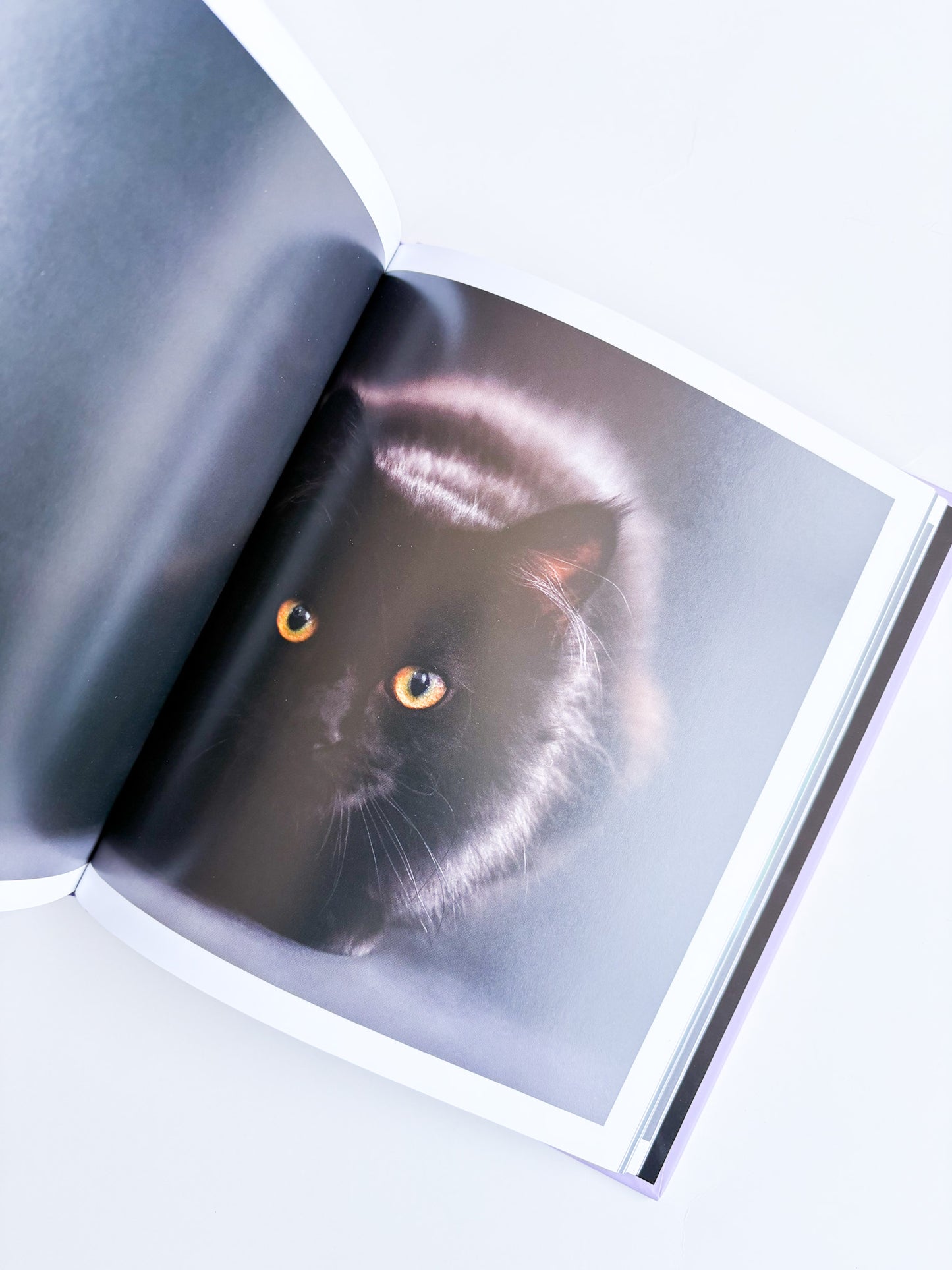 Open book with a cat's face on one of the pages