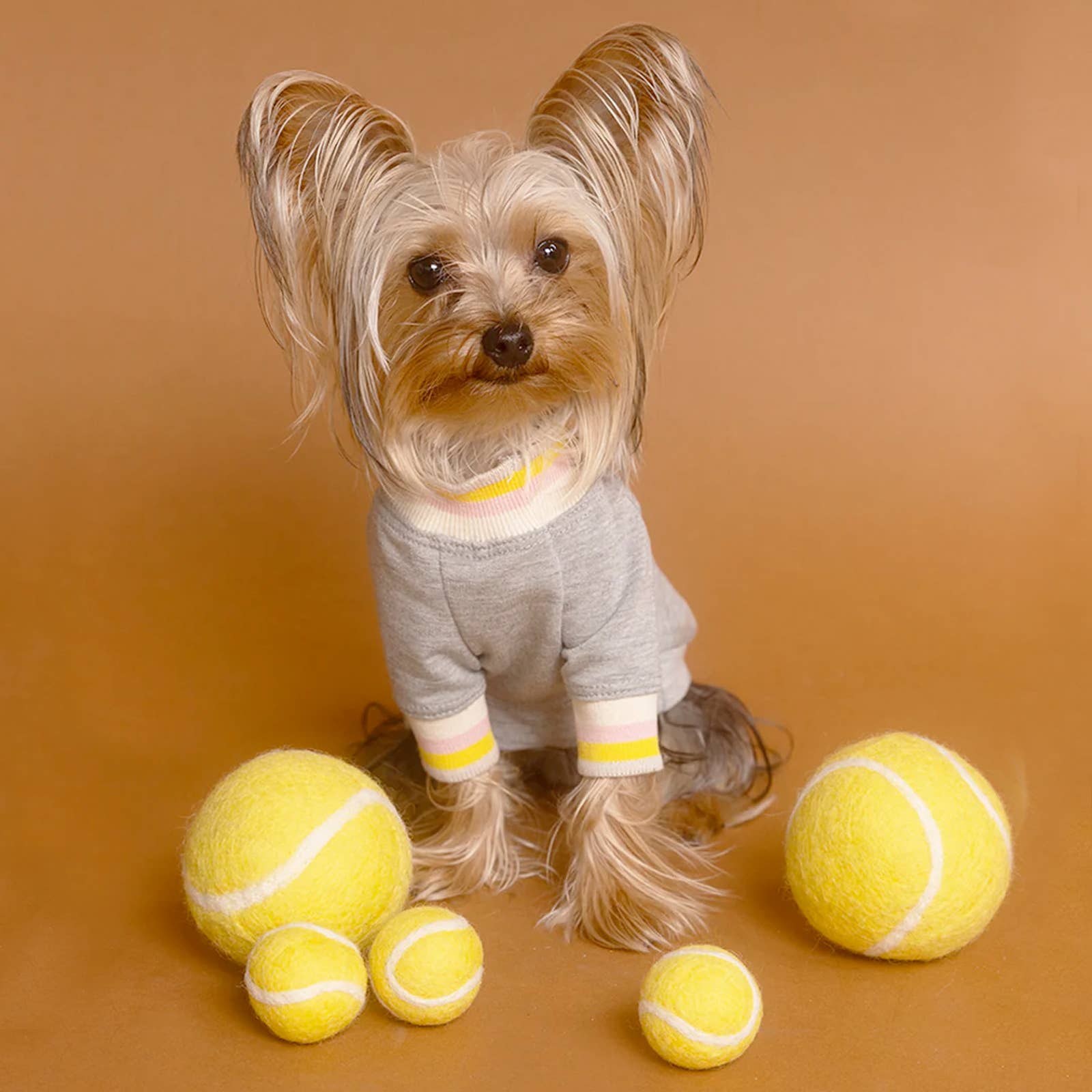 Small dog in a gray outfit with tennis balls on an orange background
