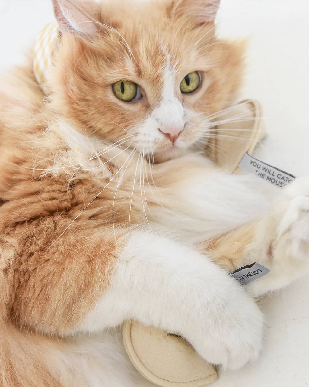 Fortune Cookie Catnip Toy: You Will Miss The Litterbox